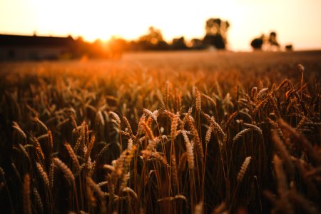 Sunset & field of grain photo
