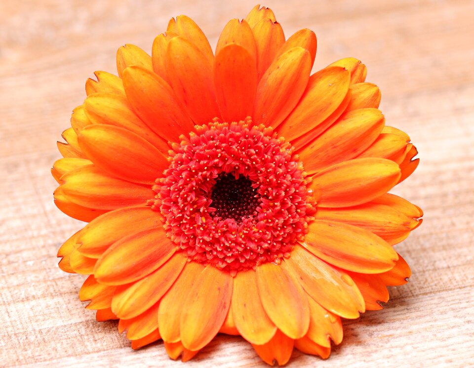 Bloom colorful orange