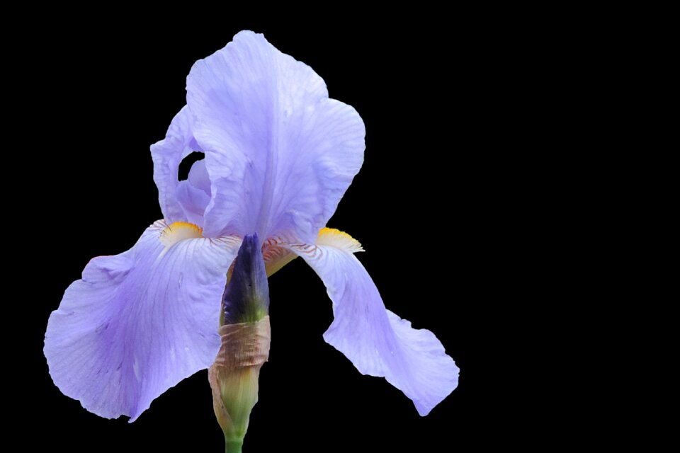 Blossom bloom blue