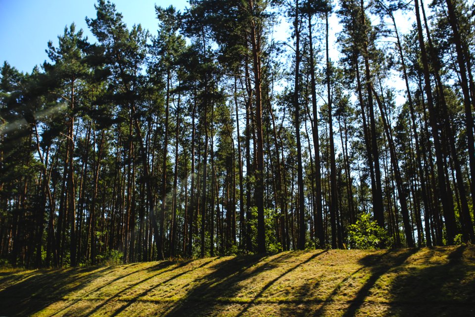 Shadow of the forest photo