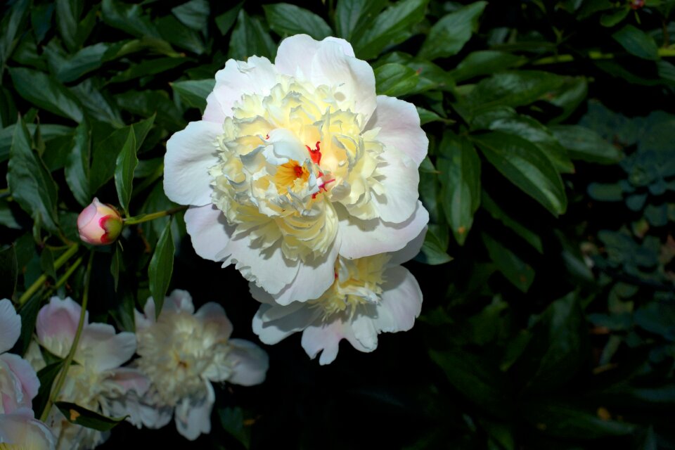 White early summer garden