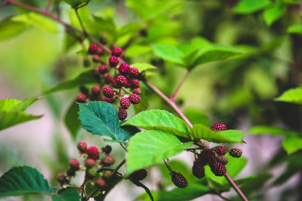 Young blackberries II