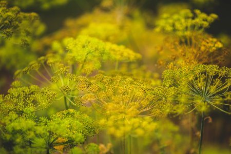 Blooming dill photo
