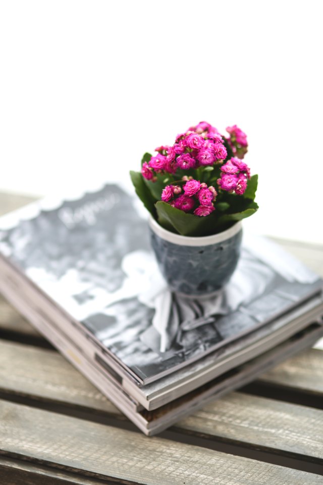 Kalanchoe in gray cup