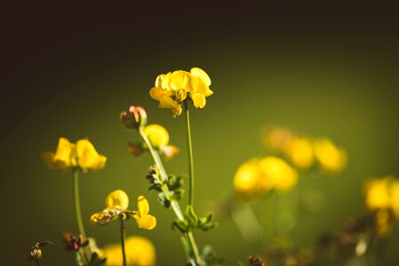 Yellow flower yellow nature