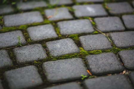 Paving stones with moss photo