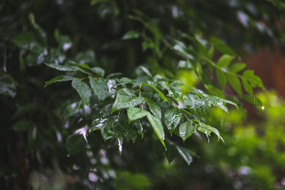 Raindrops on leaves