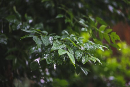 Raindrops on leaves photo