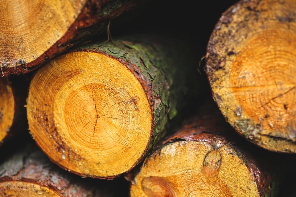 Wood