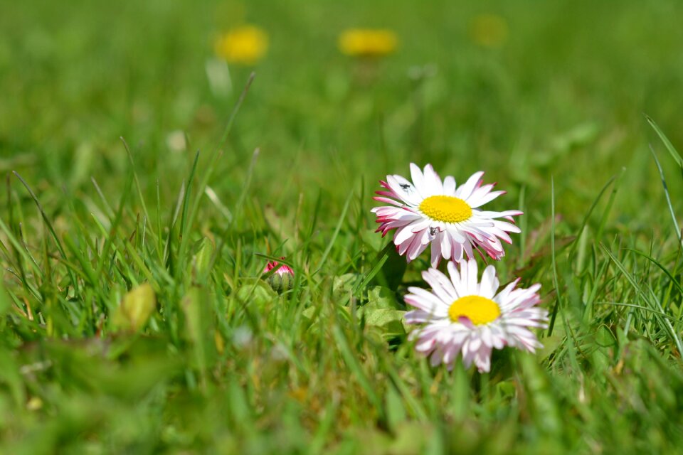 Flowers meadow small flowers