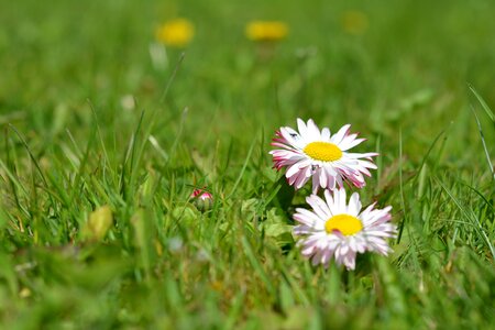 Flowers meadow small flowers