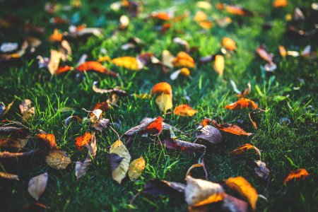 Yellow, orange and red autumn leaves photo