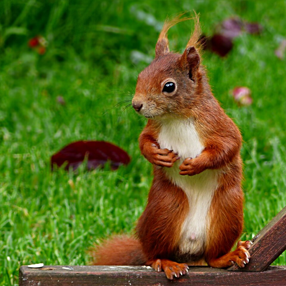 Sciurus vulgaris major foraging garden