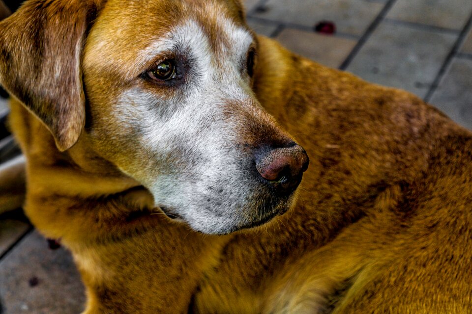 Animal portrait eye dog face