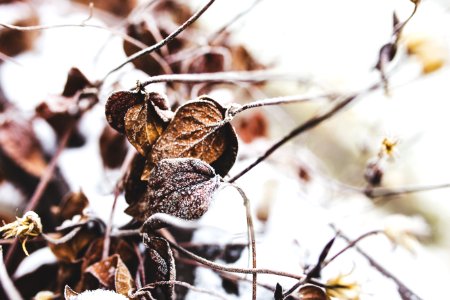 Frozen branches and withered leaves photo