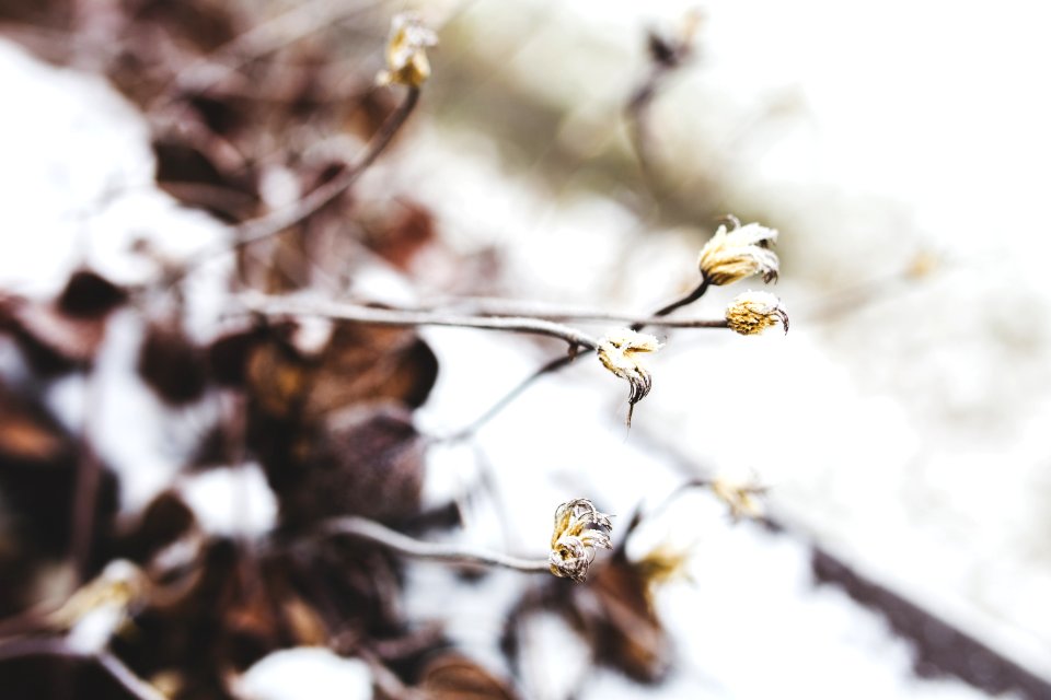Little Withered Flowers