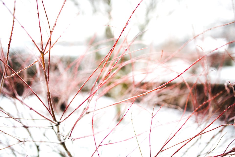 Red branches in Winter