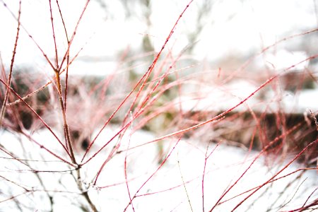 Red branches in Winter photo