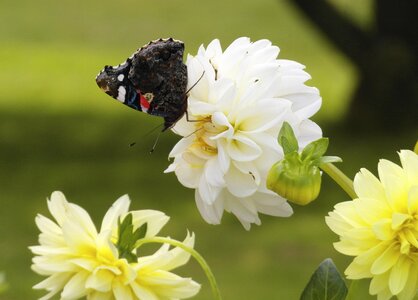 Dahlia flower butterfly photo