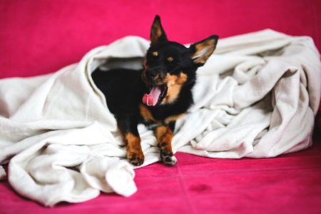 Yawning dog under a blanket photo