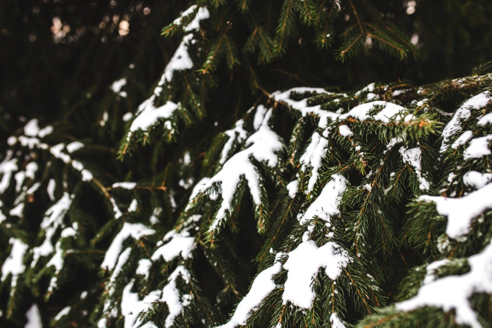 Evergreen spruce tree with fresh snow