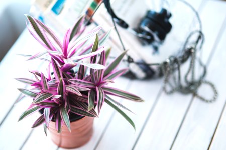 Pink houseplant for decoration photo
