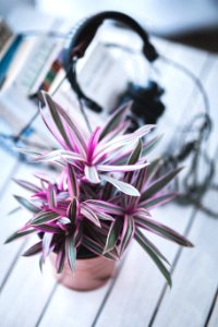 Pink houseplant for decoration photo