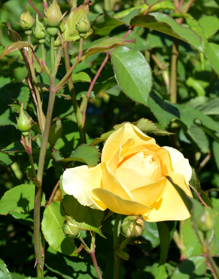 Bloom flower bloom