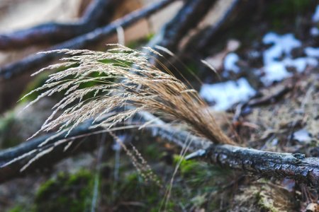 Closeup view of long dry grass / Depth of Field photo
