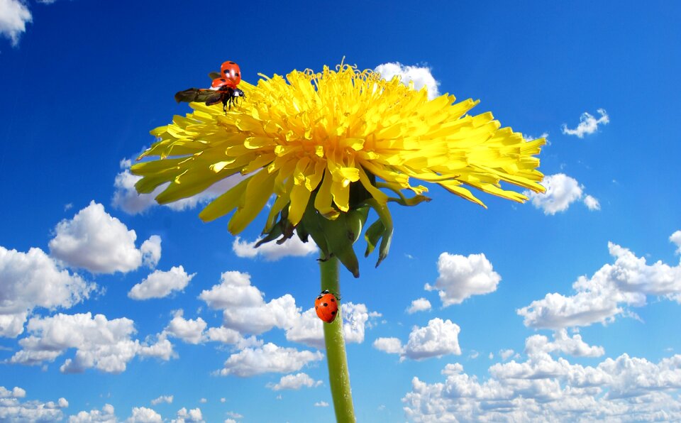 Dandelion chafer spring