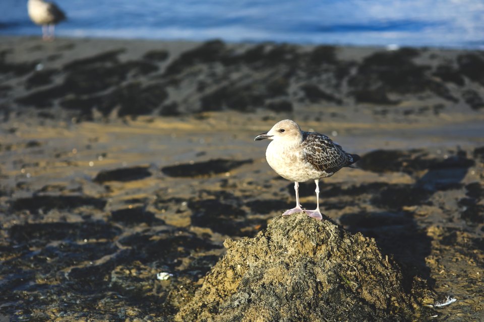 Seagull on the sand