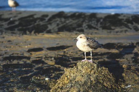 Seagull on the sand photo