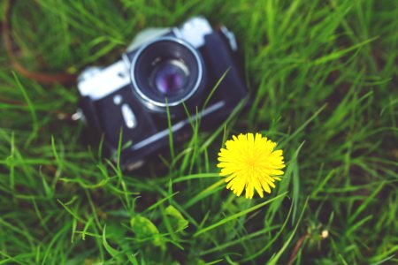 Little yellow flower and old camera photo