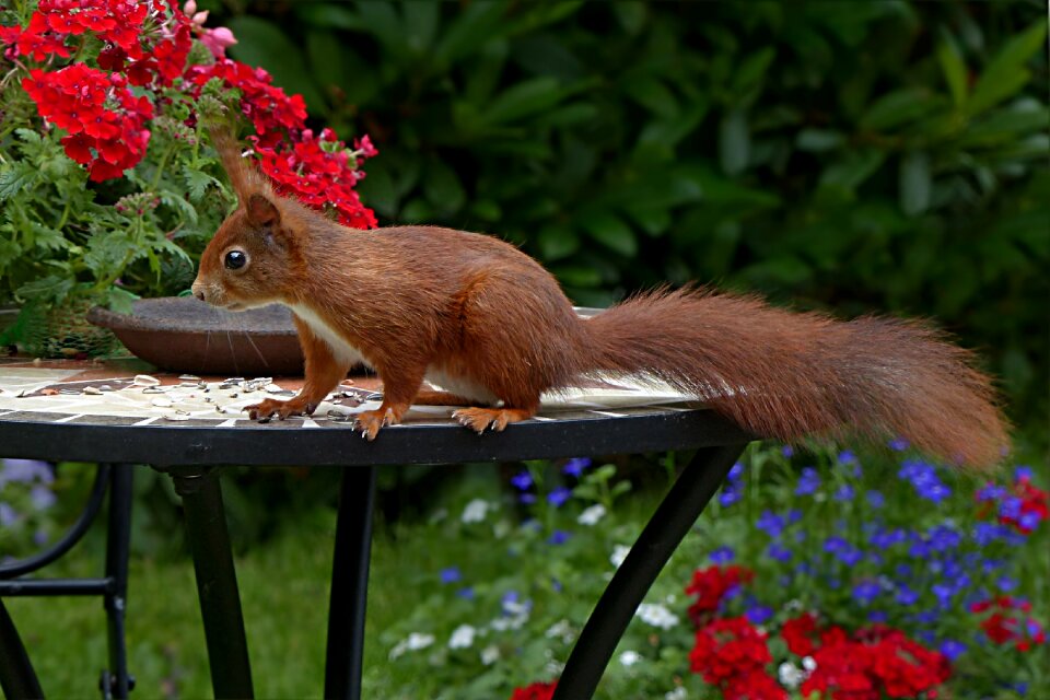 Sciurus vulgaris major foraging garden