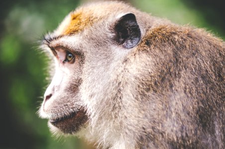 Brown Monkey in Close-up Photography photo