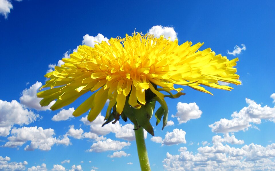 Dandelion spring spring awakening
