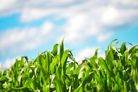 Green Plants