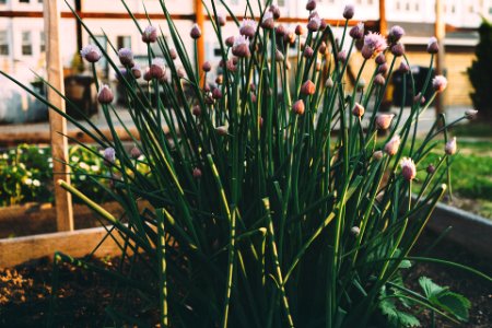 Green Plants photo