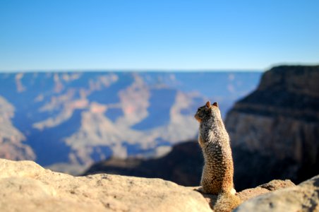 Brown Squirrel Standing on Brown Rock Formation