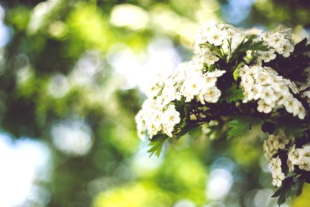 Little white flowers with bokeh / right photo