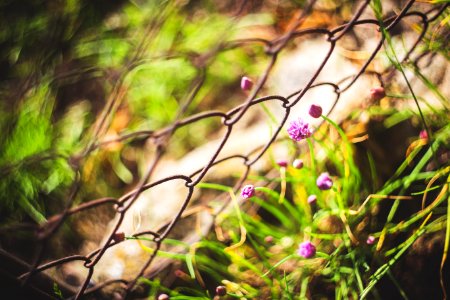 Vintage photo of a beautiful purple flowers photo