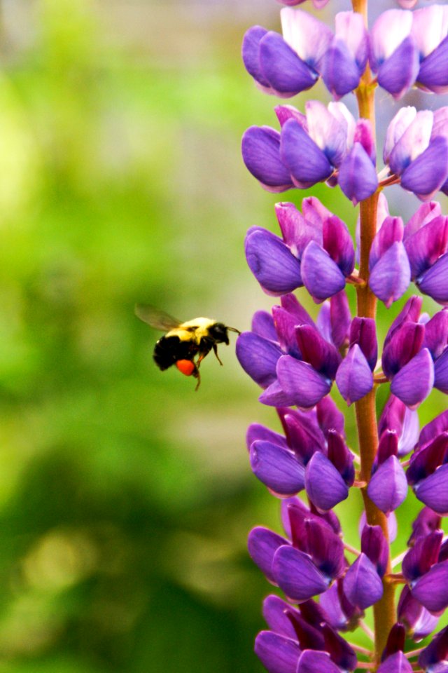 Purple Flowers photo