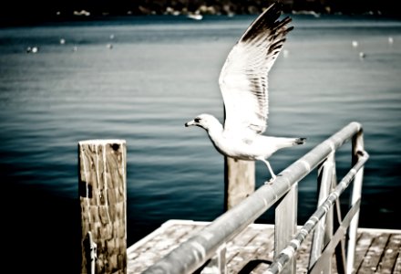 White Seagull Perching on Grey Metal Fence photo