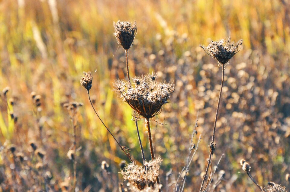 Autumn nature autumn colors fall colors photo