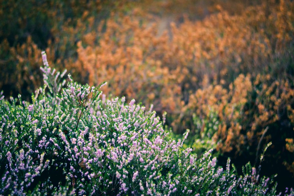 Free stock photo of beautiful, bloom, flower
