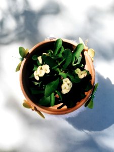 White Petal Flower in Pot photo