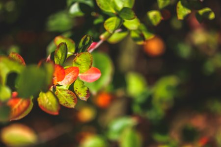 Autumn little leaves photo