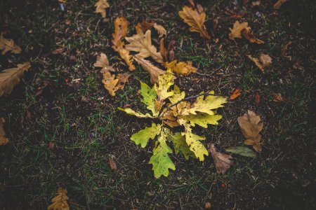 Dirty autumn leaves photo