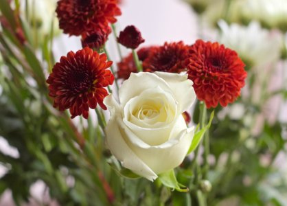 White Rose and Red Chrysanthemum Flowers