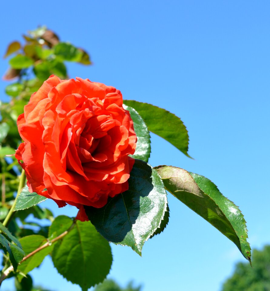 Bloom rose bloom rose blooms